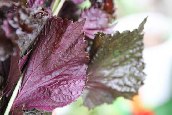 表が緑、裏が赤い赤紫蘇 バジルと大葉（しそ）＆ハーブ栽培（育て方）とレシピ：ガーデニングと家庭菜園の栽培ヒント
