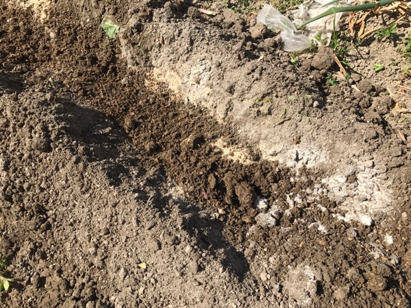 畑の土づくり 2週間かけて ゆっくりと土壌をつくります バジルと