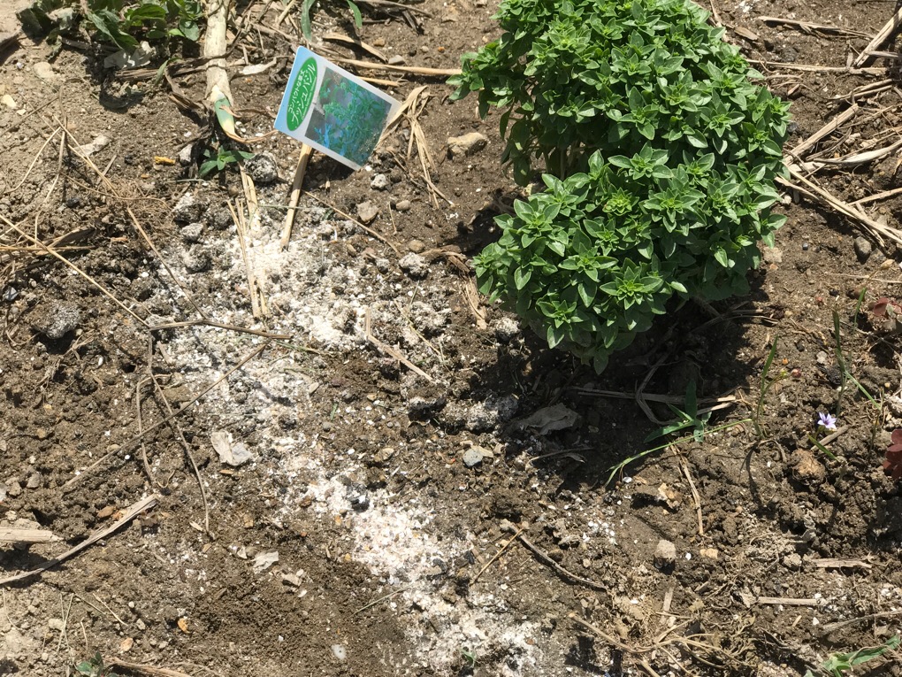 有機石灰 有機石灰 は すぐに植えても大丈夫 苦土石灰よりも遅効性で 苗の根を傷めない バジルと大葉 しそ ハーブ栽培 育て方 とレシピ ガーデニングと家庭菜園の栽培ヒント