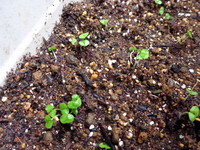 赤玉にココピート、腐葉土、バーミキュライト、苦土石灰で苗を植える