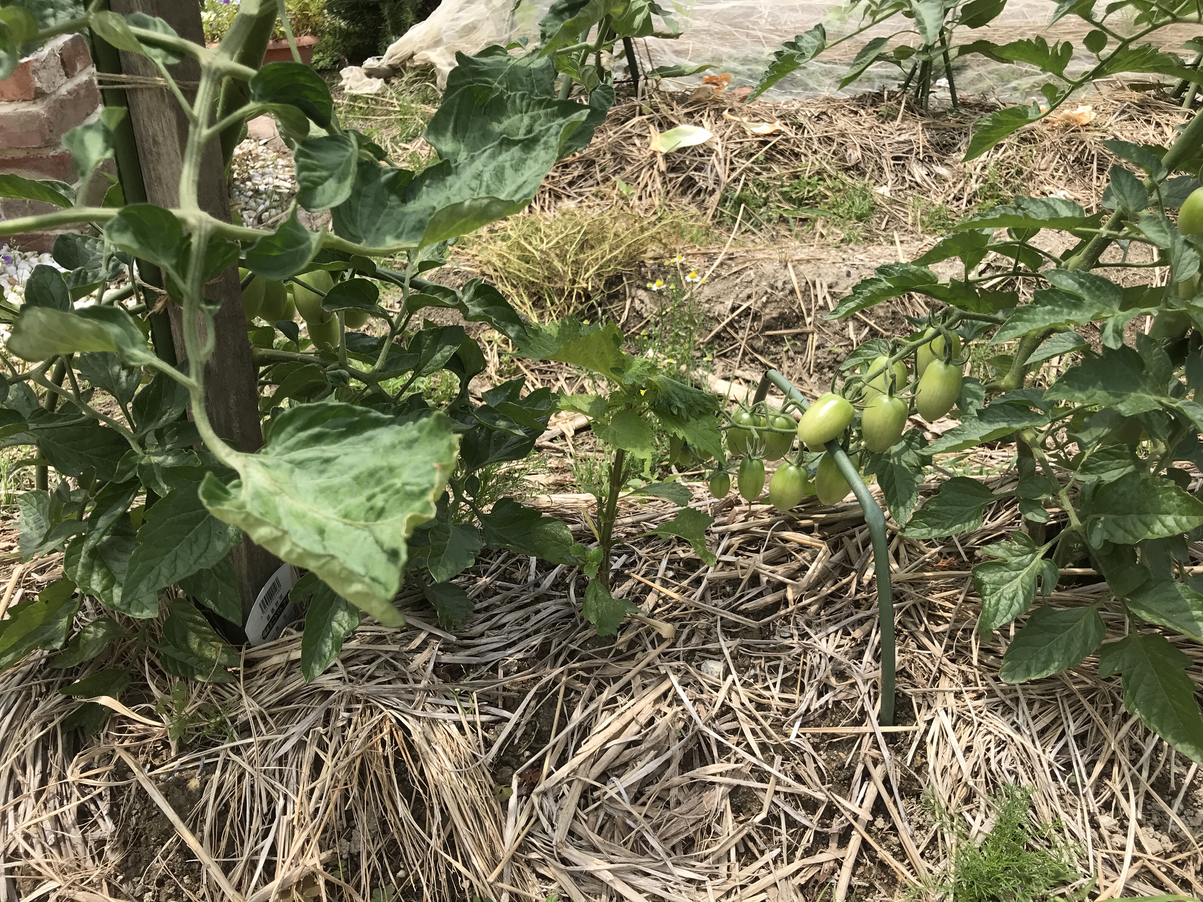 シソ 紫蘇 を トマトのコンパニオンプランツとして栽培する バジルと大葉 しそ ハーブ栽培 育て方 とレシピ ガーデニングと家庭菜園の栽培ヒント