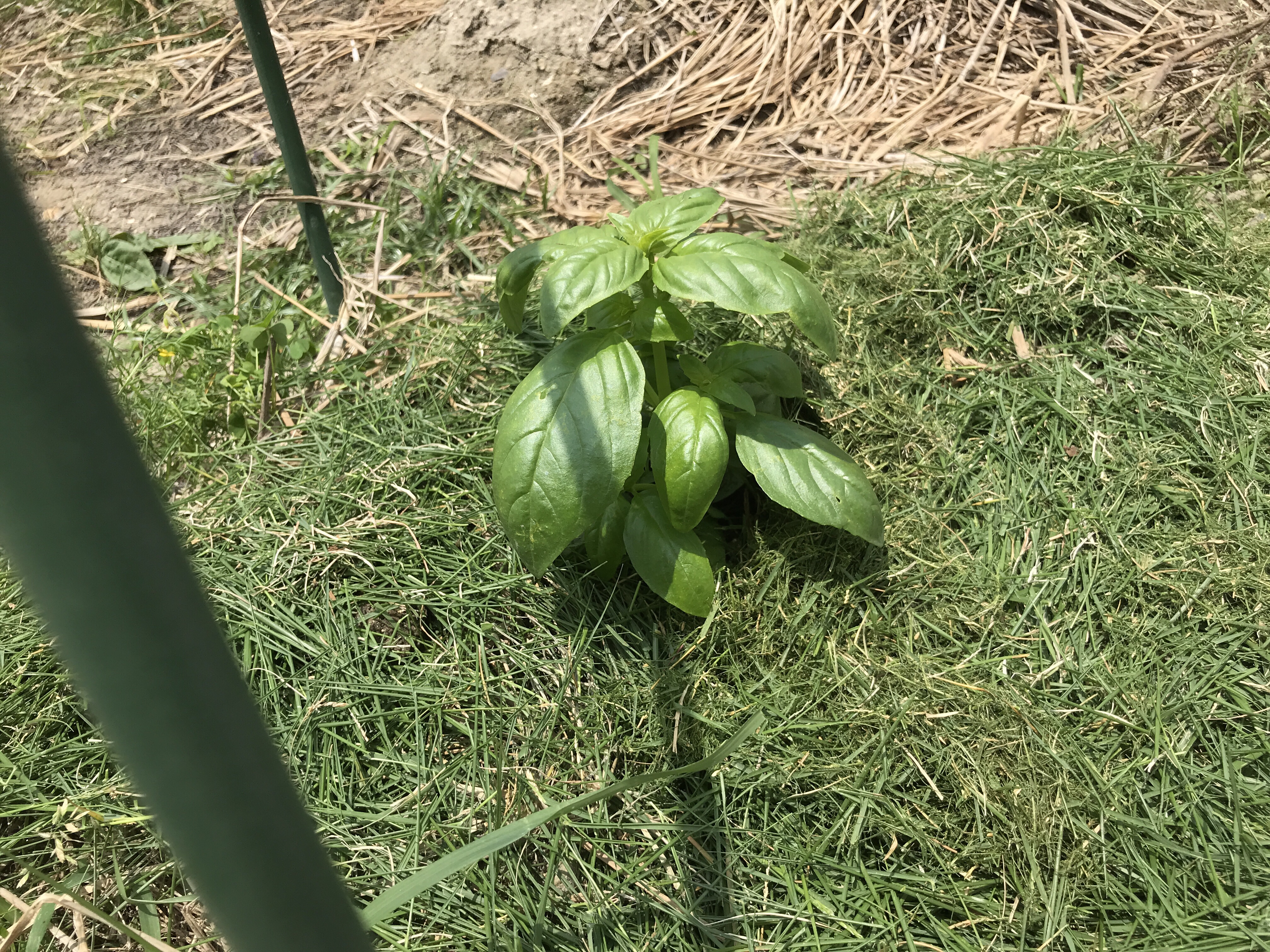 芝刈りで刈り取った 芝 を草マルチに使う 芝生もマルチになる バジルと大葉 しそ ハーブ栽培 育て方 とレシピ ガーデニングと家庭菜園の栽培ヒント