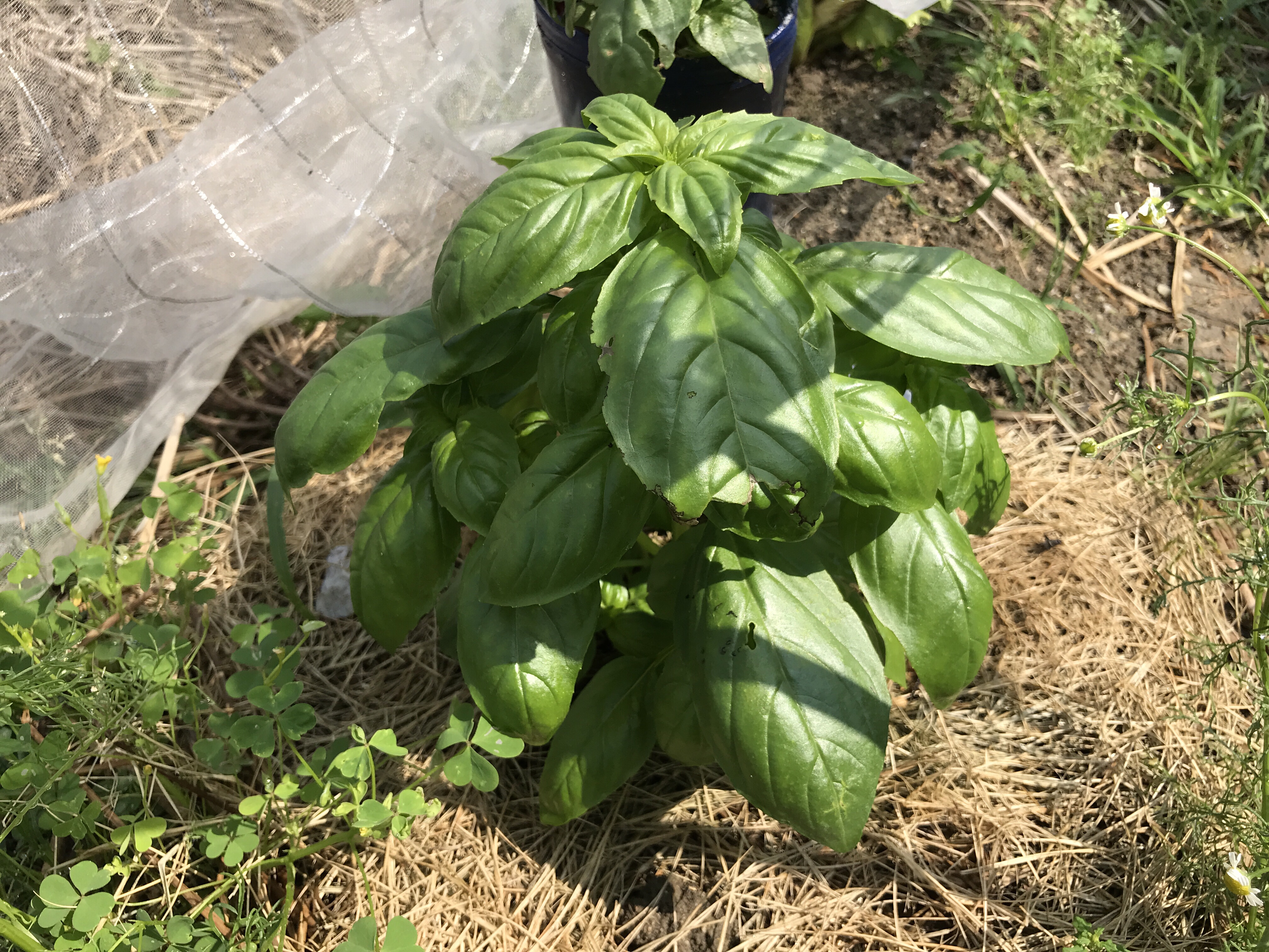 収穫量を増やしたいなら 苗が小さいうちほど 防虫ネットが必要 まずはしっかりと根の成長を促す バジルと大葉 しそ ハーブ栽培 育て方 とレシピ ガーデニングと家庭菜園の栽培ヒント