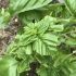 バジルの食害／害虫被害